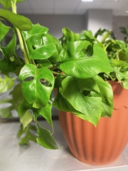 Rhaphidophora tetrasperma