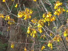 Sophora chathamica