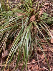 Poa anceps