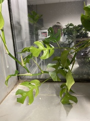 Rhaphidophora tetrasperma