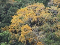 Sophora chathamica