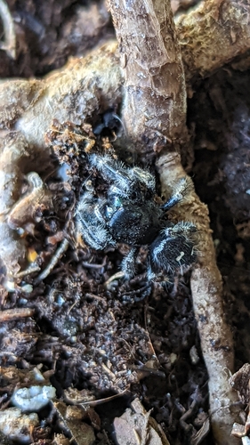 Bold Jumping Spider photographed in Kentucky