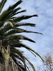 Columba livia domestica