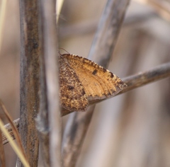 Epirranthis diversata