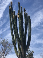 Pachycereus