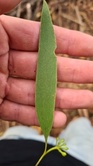 Eucalyptus sieberi