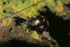 Trichomela