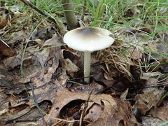 Amanita solaniolens