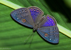 Eurybia molochina