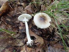 Amanita solaniolens