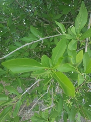 Forestiera pubescens pubescens