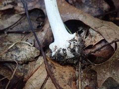 Amanita solaniolens