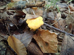 Cantharellus flavus