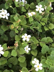 Chaenostoma cordatum