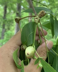 Phylloxera caryaecaulis