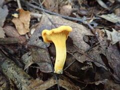 Cantharellus flavus