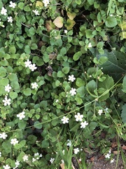 Chaenostoma cordatum