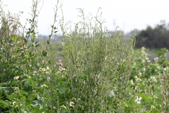 Chenopodium acuminatum