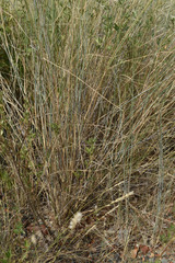 Aristida calycina