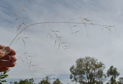 Aristida calycina