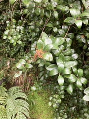 Metrosideros fulgens