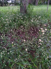 Pfaffia glomerata