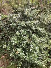 Metrosideros fulgens