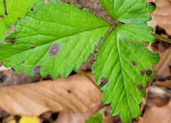 Phragmidium mexicanum