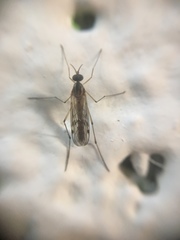 Anisopodidae