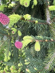 Picea sitchensis