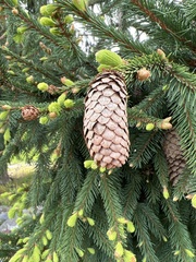 Picea sitchensis