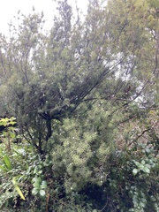 Leptecophylla juniperina