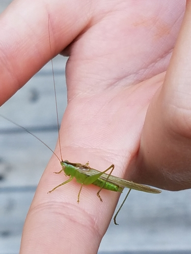 Slender Meadow Katydid photo 5