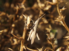 Allotruxalis gracilis