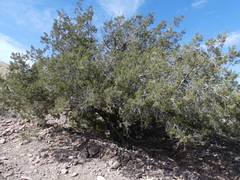 Juniperus arizonica