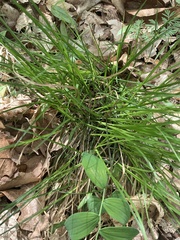Carex willdenowii