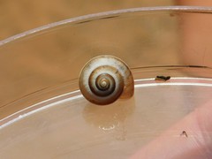 Monacha syriaca