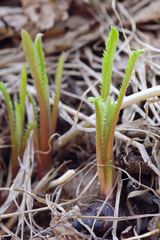 Achillea alpina camtschatica
