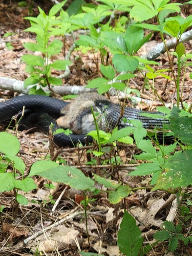 Eastern Ratsnake photographed in Connecticut
