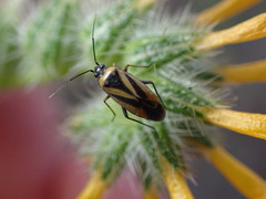 Plagiognathus moerens