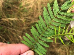 Acacia loroloba