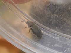 Tenebrionidae