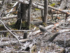 Perisoreus canadensis image