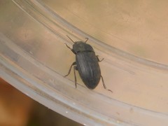 Tenebrionidae