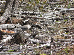 Perisoreus canadensis image