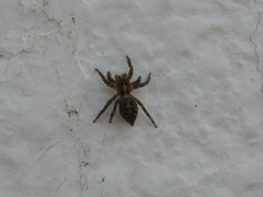 Plexippus