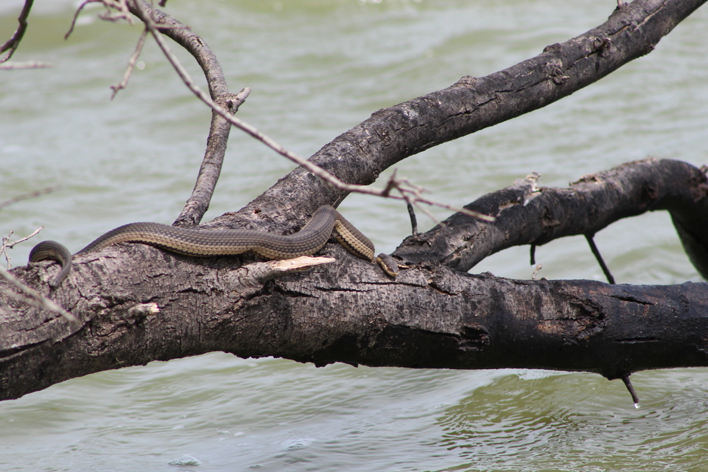 Graham's Crayfish Snake from South E. Hwy 80, Abilene, TX, USA on May 01, 2022 at 0203 PM by