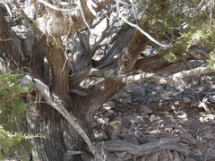 Juniperus arizonica