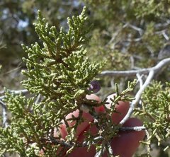 Juniperus arizonica