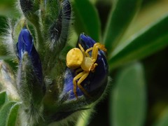 Thomisus citrinellus